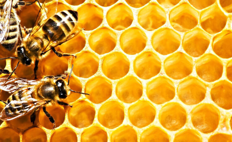 Warsztaty Pszczelarskie